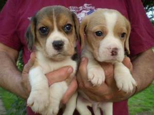 Bellos Cachorros Beagle Tricolores
