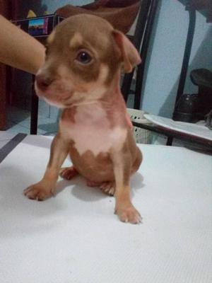 CACHORRO PITBULL EN VENTA