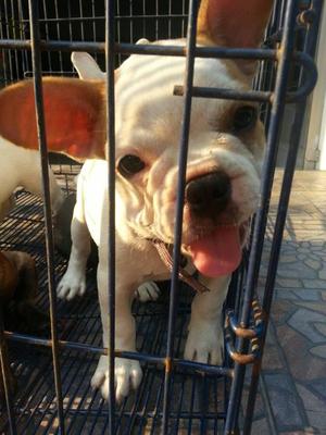 CACHORROS BULLDOG FRANCES