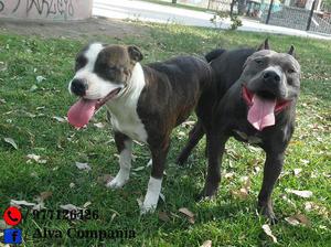 CACHORROS PITBULL