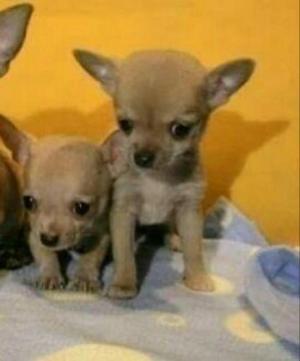 Cachorritos Chihuahuas Toys