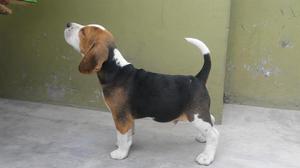 Cachorro Beagle Macho