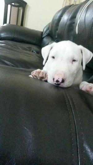 Cachorro Bull Terrier