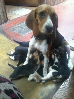 Cachorros Beagle