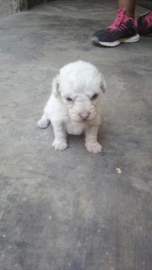 Cachorros Raza Pudes Baratito Noma