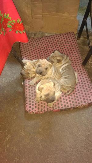 Cachorros Sharpei