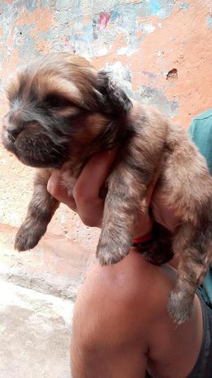 Cachorros de Raza Shitzu de 1 Mes