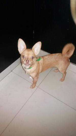 Chihuahua Busca Hogar