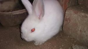 Conejitos