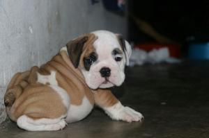 Impresionante Bulldog Ingles Ñatasos