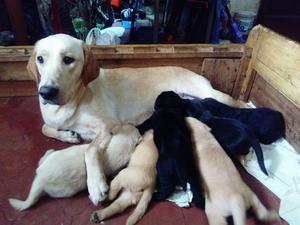 Labradores Retriever