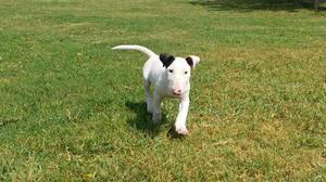 Lindo Cachorro Bullterrier Pinton PEPON