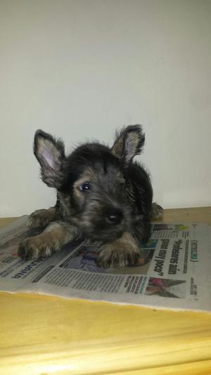 Lindos Schnauzer de Color Sal Y Pimienta