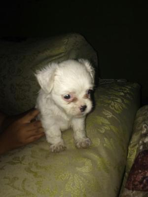 Remato Perritos Chitzu por Viaje