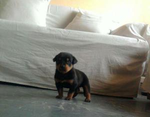 Rottweiler Cachorro