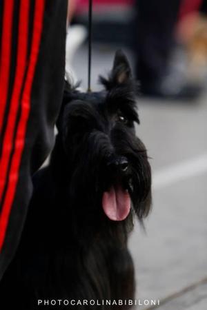 SCOTTISH TERRIER