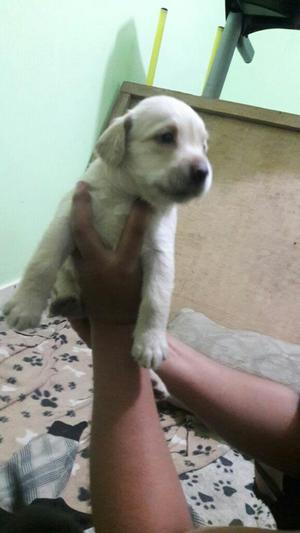 Se Vende Perritos Labradores