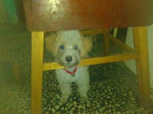 Vendo Cachorro Raza Poodle