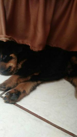 Vendo Cachorro Rottwailler