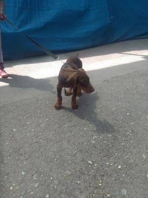 Vendo Doberman