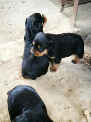 Venta de Cachorros Rotwailer