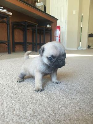 bellos cachorritos pug carlino