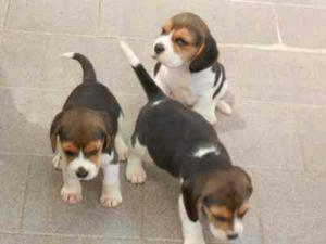 Autenticos Beagles Padres Presentes