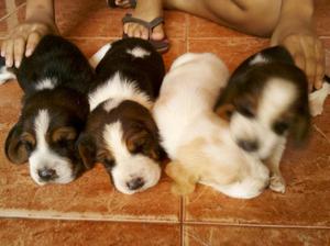 BASSET HOUND TRICOLORES BICOLRES HENBRA MACHO