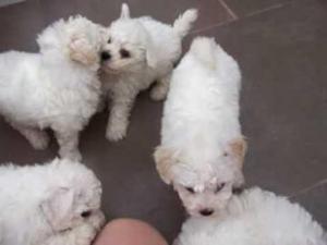 BICHON FRISE AMIGABLES CACHORRITOS HEMBRITAS Y MACHITOS