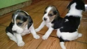 Beagle, lindos cachorros machos y hembras, vacunados.