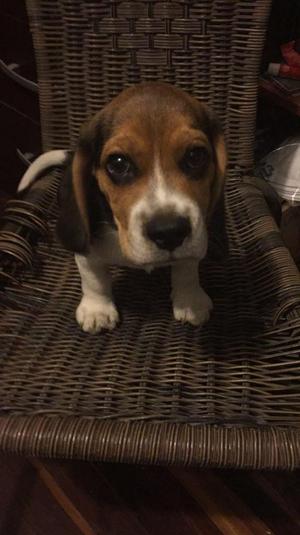 Beagle macho cachorro 3 meses