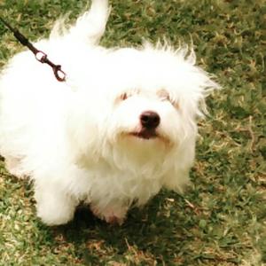 Bichon O Cotton The Tulear