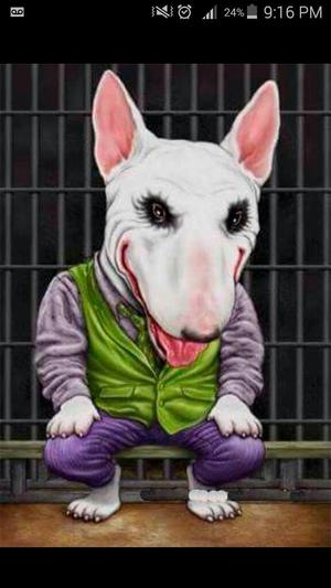 Bull Terrier