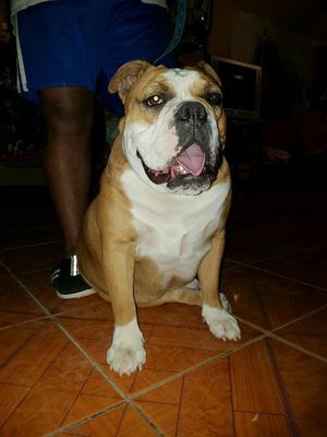 Bulldog Ingles Fusion