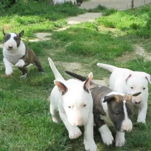 Bulls Terriers