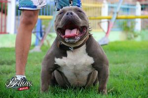 Cachorra American Bully