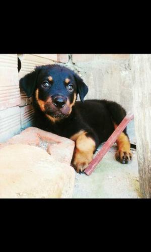 Cachorra Rottweiler 2 Mese♡