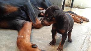 Cachorra de doberman