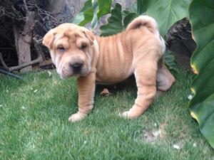 Cachorras Sharpei