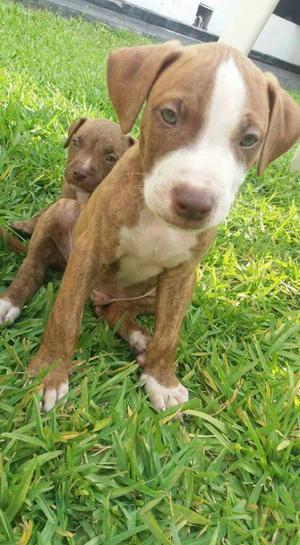 Cachorrito Pitbull