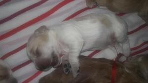 Cachorritos Cocker