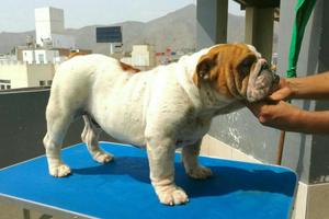 Cachorro Bulldog Ingles