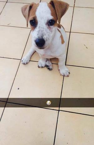 Cachorro de 3 meses jack russell terrier