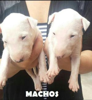 Cachorros Bull Terrier