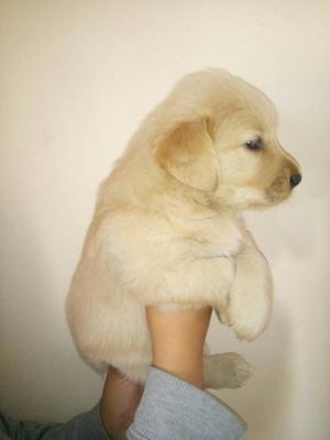 Cachorros Golden Retriver