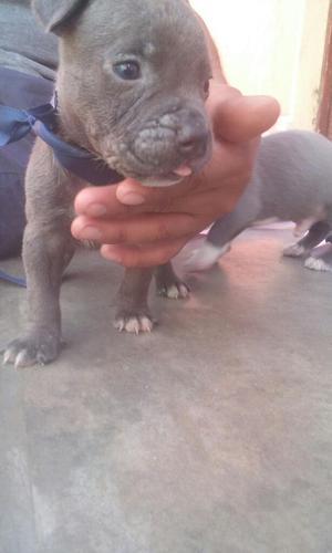 Cachorros Pitbull Fusion Bully