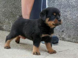 Cachorros Rotweiler