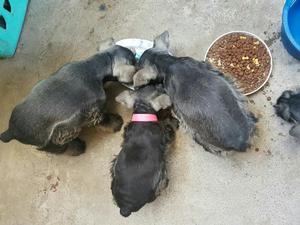 Cachorros Schnauzer