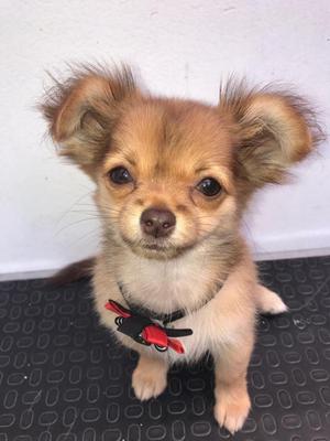 Chihuahua Toy