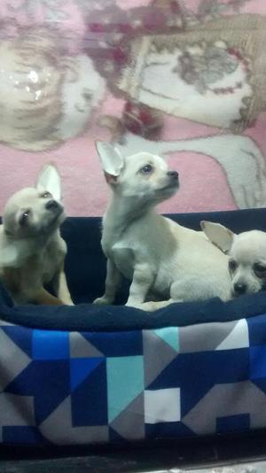 Chihuahuas Machos